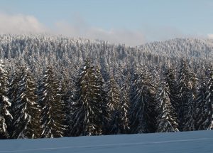 Forêt vue depuis la Perrière