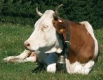 Photo d'une vache dans un pré